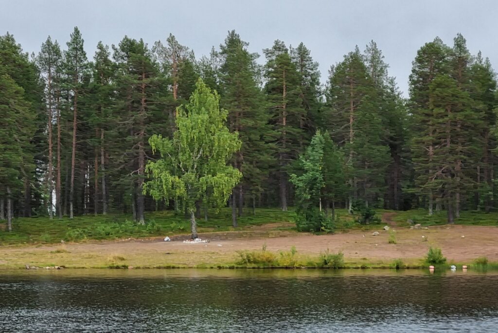 En skog bakom en flod
